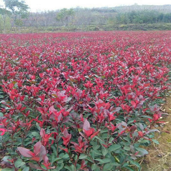 周至鄉村美化紅葉石楠樹苗庭院綠化樹紅葉石蘭